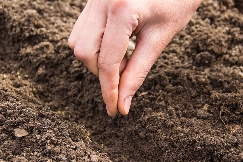 सेलेरी के बीज लगाने की विधि - How to Plant celery Seeds in Hindi